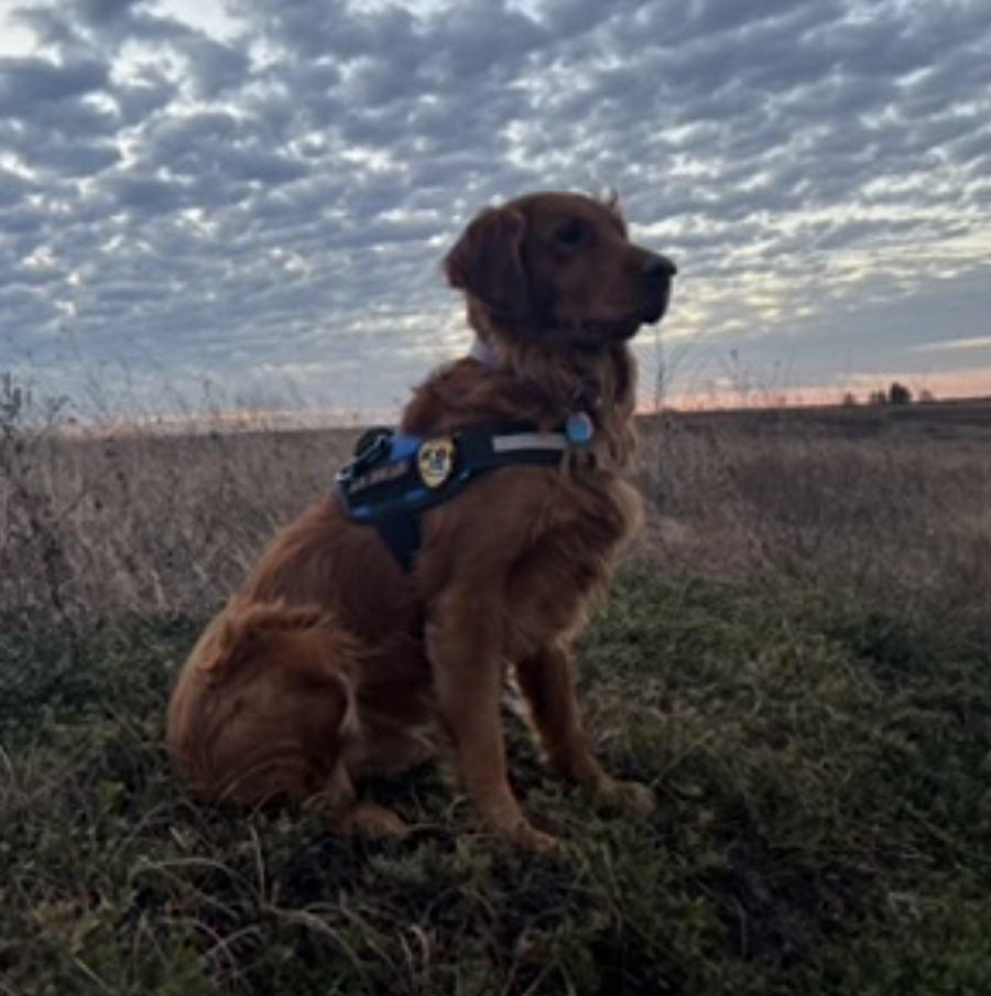 WI K9 SOS Image of files/Dog_Image/Screenshot 2024-11-09 at 12.38.06 PM.png